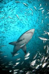 Ragged Tooth Shark swims through baitfish shoal, Cape Inf... by Jean Tresfon 